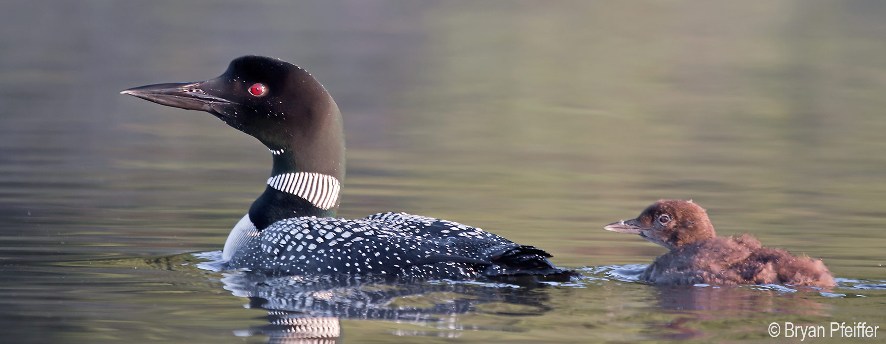 common-loons-1800x700.jpg