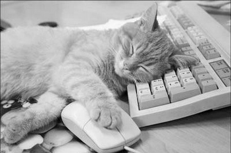 Image result for cat sleeping on computer