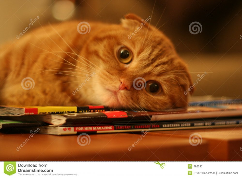 Contented Cat stock photo. Image of fold, dreaming, pretty - 496022