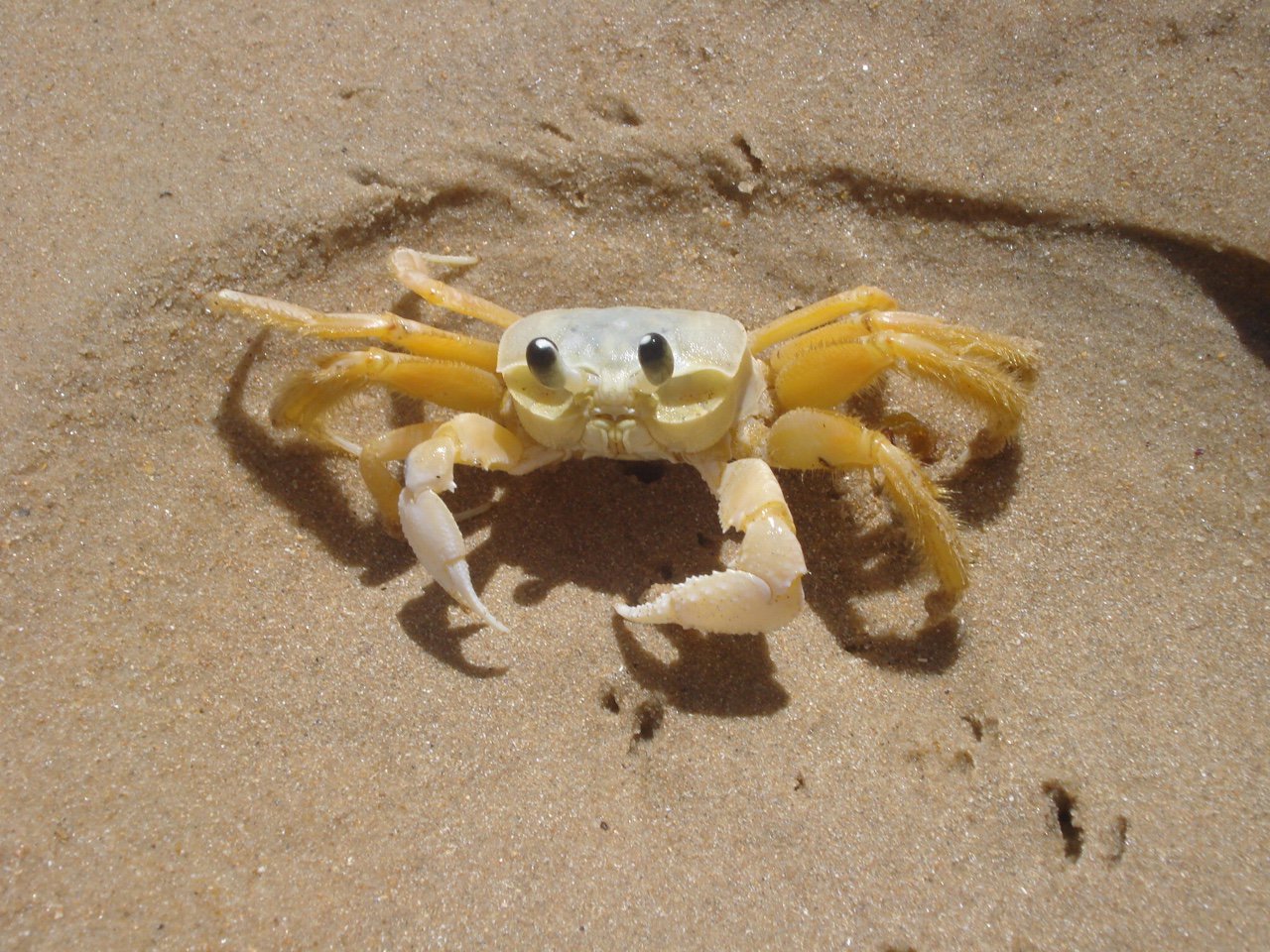 crab-1.jpg