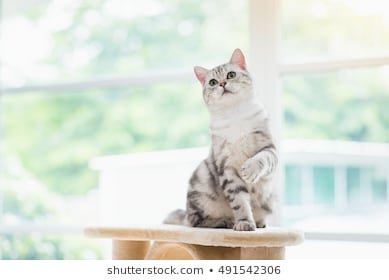 Cat Sitting On the Window Images, Stock Photos & Vectors ...