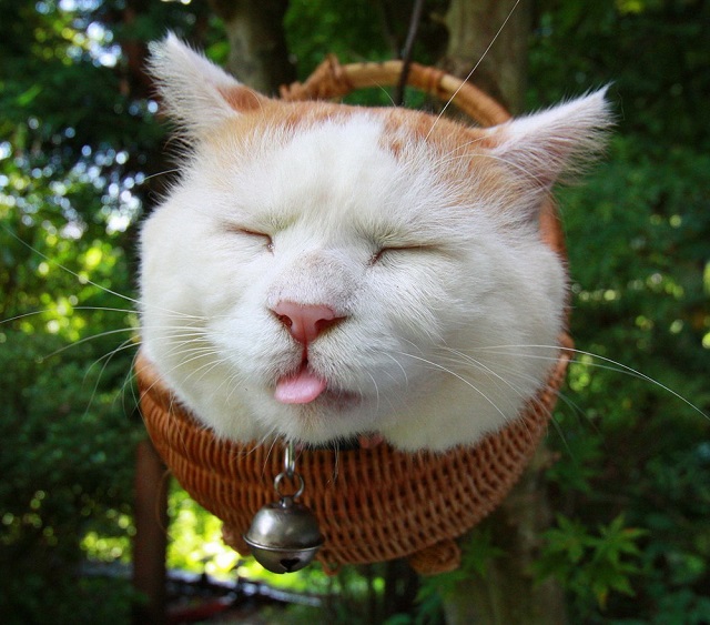 cute-and-lovable-sleeping-cat-1.jpg
