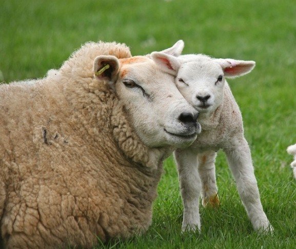 cute-animal-pictures-mom-lamb-sheep-hugg