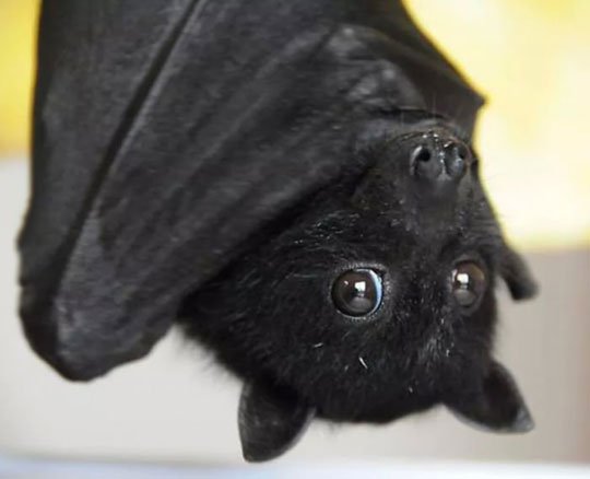 cute-bat-hanging-upside-down.jpg