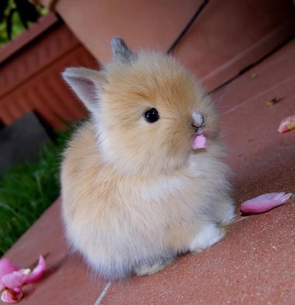 cute-bunnies-102__605.jpg