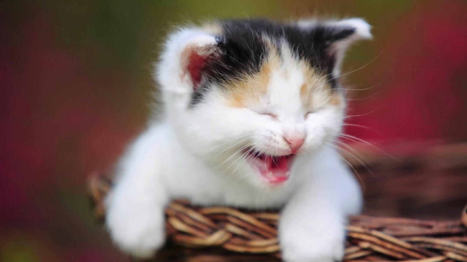 cute-cat-happy-4741.jpg