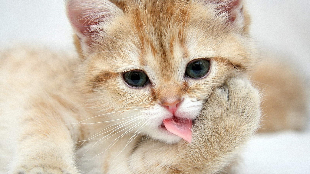 cute-cat-pictures-fluffy-cat-licking-its