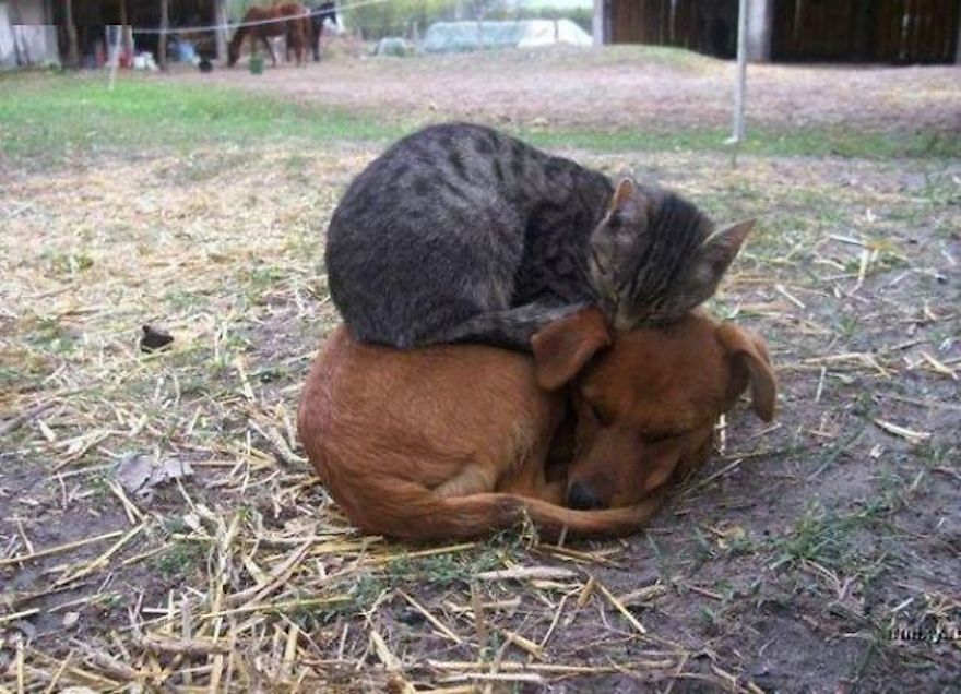 cute-cats-sleeping-on-dogs-5__605.jpg