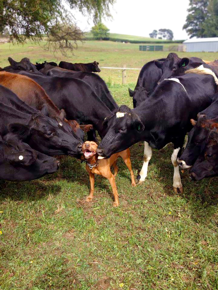 cute-cows-are-big-dogs_3.jpg