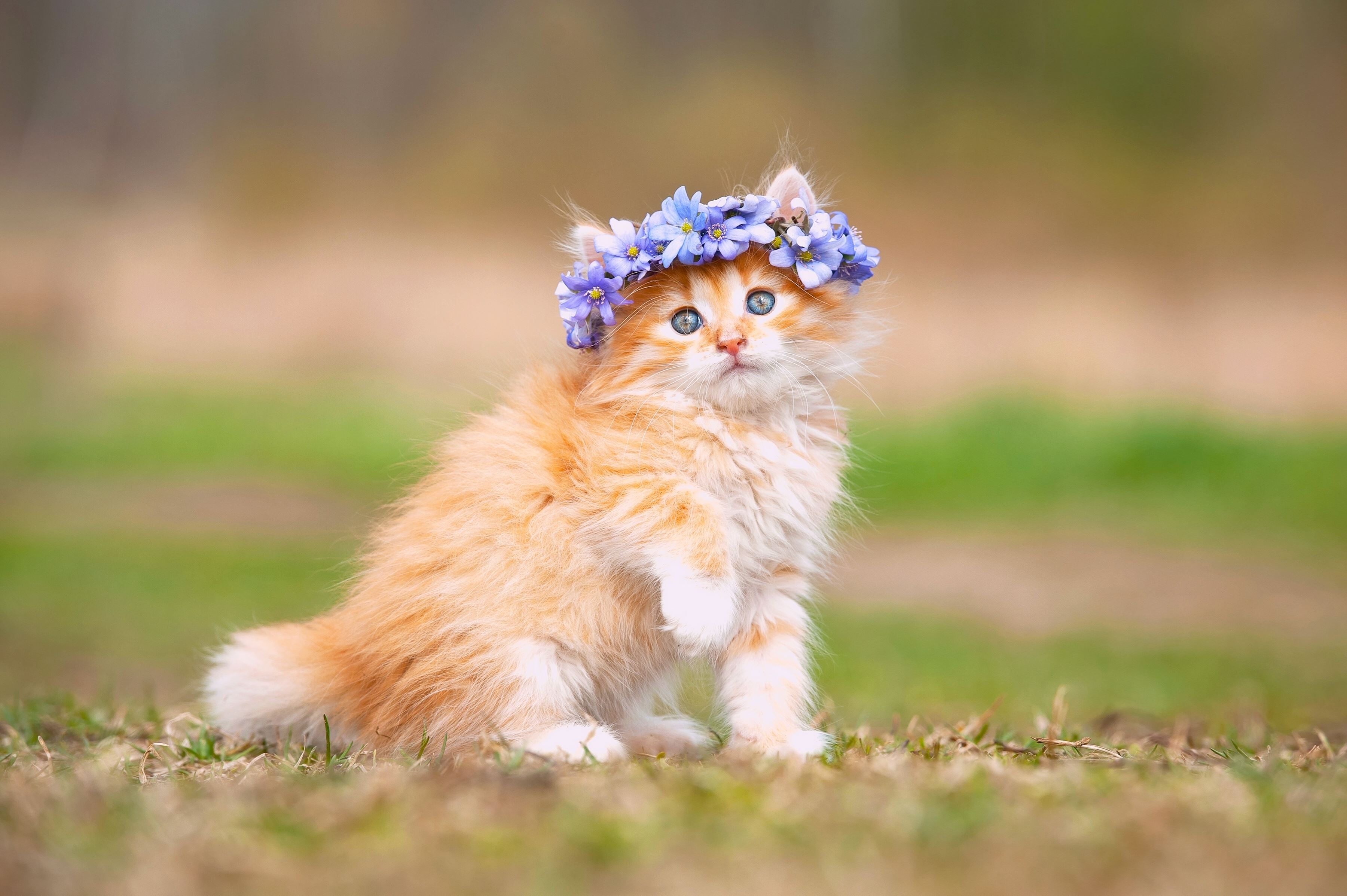 cute-kitten-3600x2395-adorable-hairband-