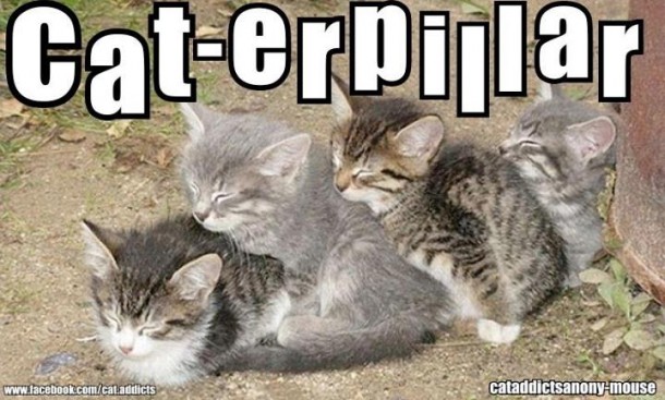 cute-pic-found-on-fb-happy-caturday-7174