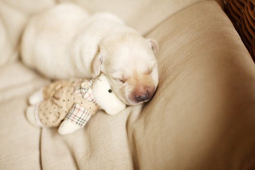 cute, puppy, sleeping and white