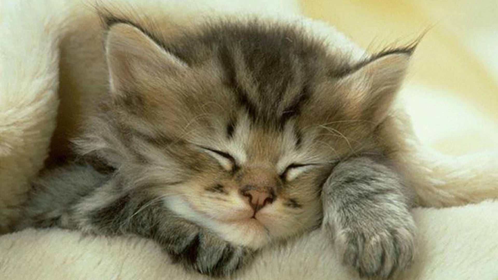 cute-sleeping-cat-1.jpg