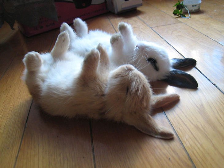 cutest-bunny-rabbits-01.jpg