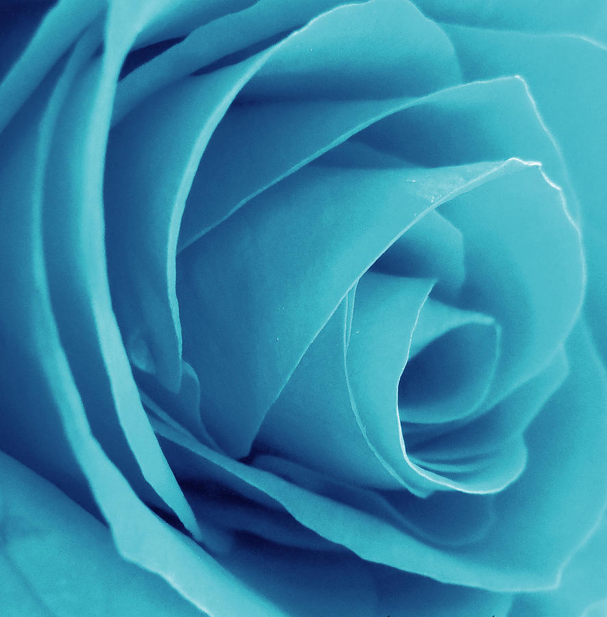 cyan-rose-lindsay-tiry.jpg