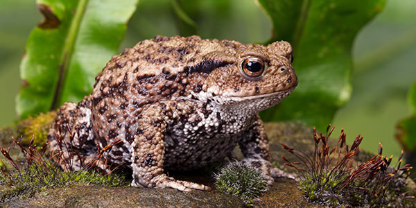 amphibian_toads_600x300.ashx