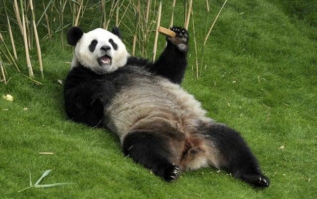 chilling | Pandas | Know Your Meme