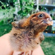 Treating new chicks for coccidiosis | BackYard Chickens - Learn ...