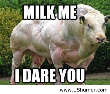 Image result for funny cows