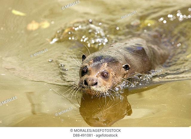 Giant otter swimming in water Stock Photos and Images | age fotostock