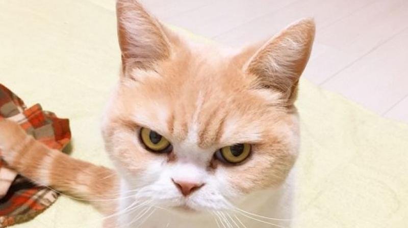 Image result for disappointed cat