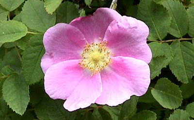 alberta_wild_rose.JPG