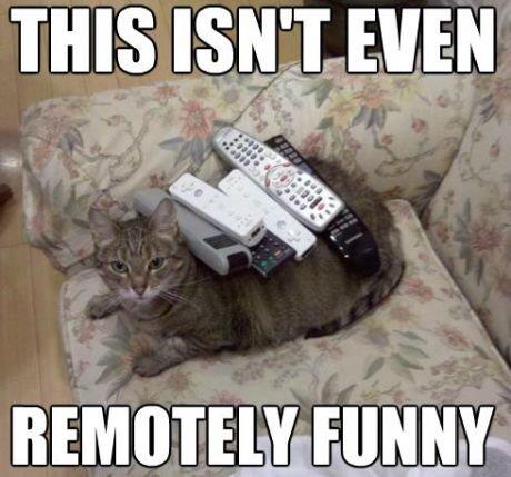 ddfb3cf0c41e05e571931ce0b9d1b55d_meow-th