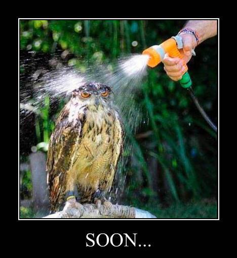 demotivational-posters-owl-soon.jpg