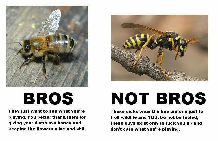 Image result for bees vs wasps