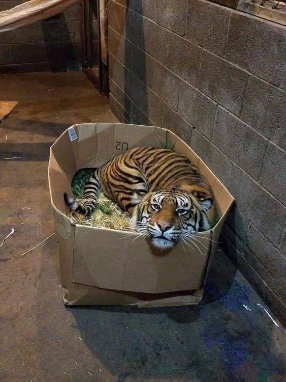 I Herd U Liek Cats in Boxes | Animals | Know Your Meme