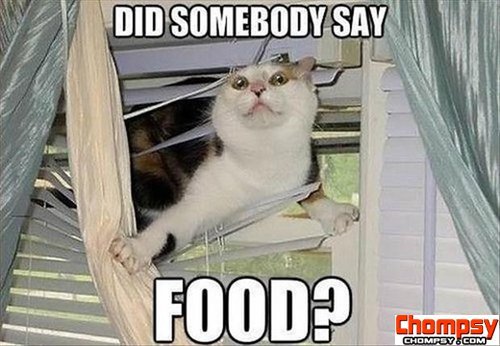 did-someone-say-food-funny-cat-pictures1