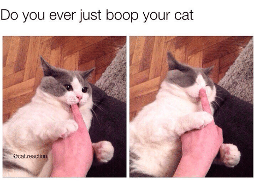 do-you-ever-just-boop-your-cat-cat-react