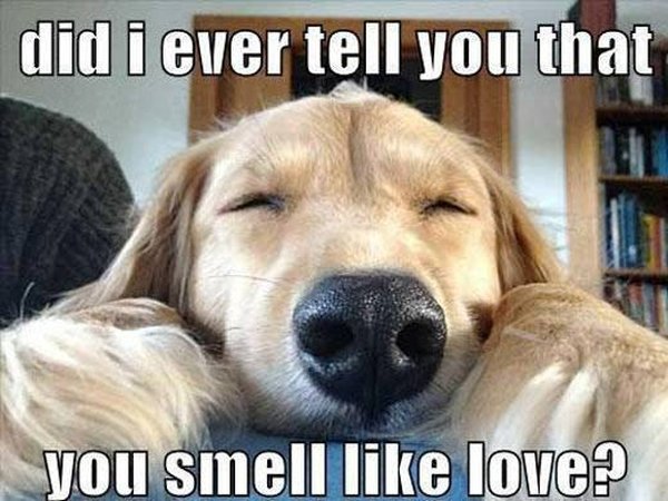 dog-humor-cute-smell-of-love.jpg