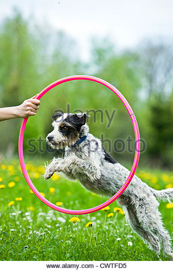 dog-jumping-through-hoop-cwtfd5.jpg