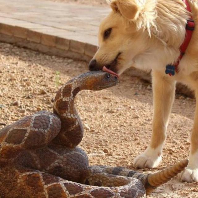 dog-snake500.jpg