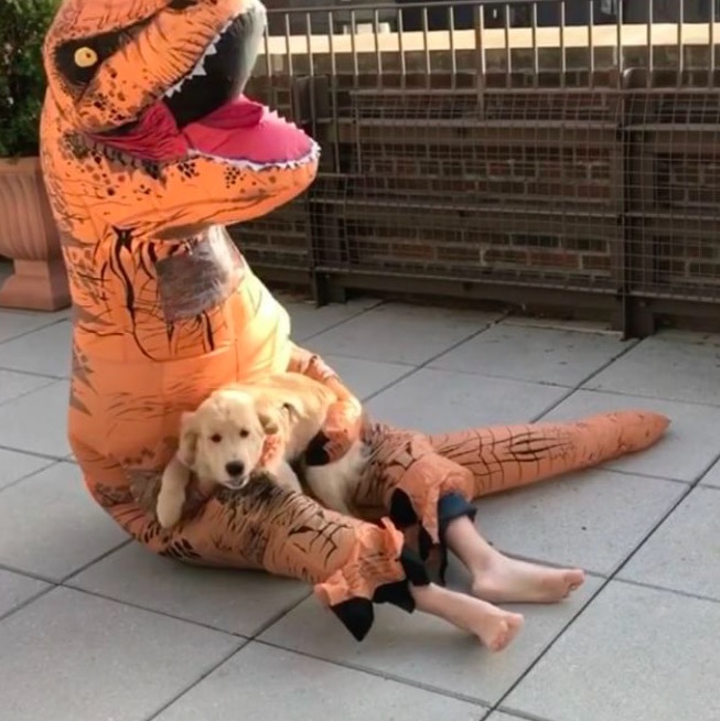 dog-t-rex.jpg