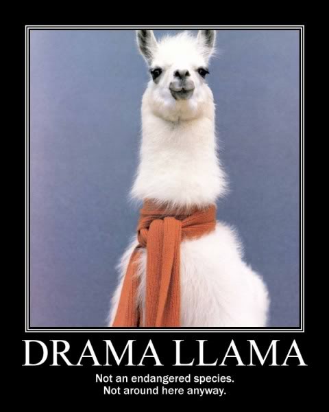 drama-llama.jpg