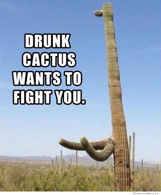 drunk-cactus-wants-to-fight-you.jpg