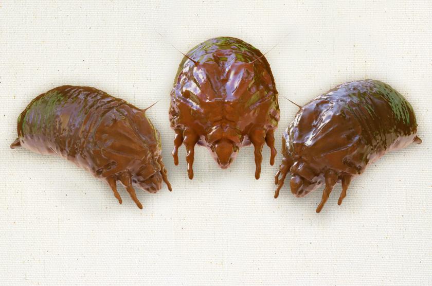 dust-mites.jpg