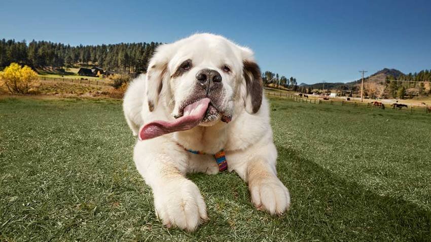 South Dakota St. Bernard Has Record-Longest Tongue for a Dog ...