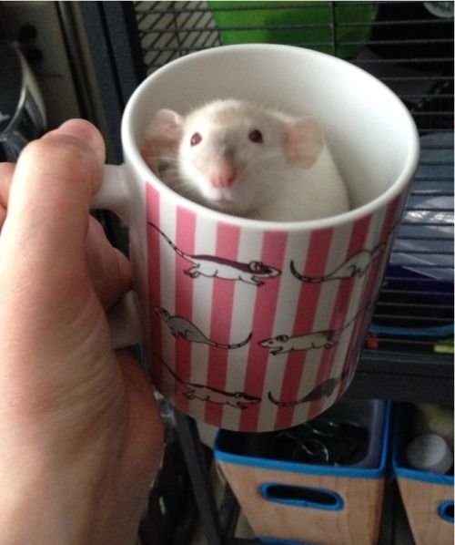 Image result for rats in cups