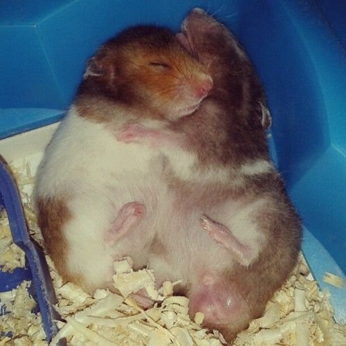 Image result for hamster hug gif