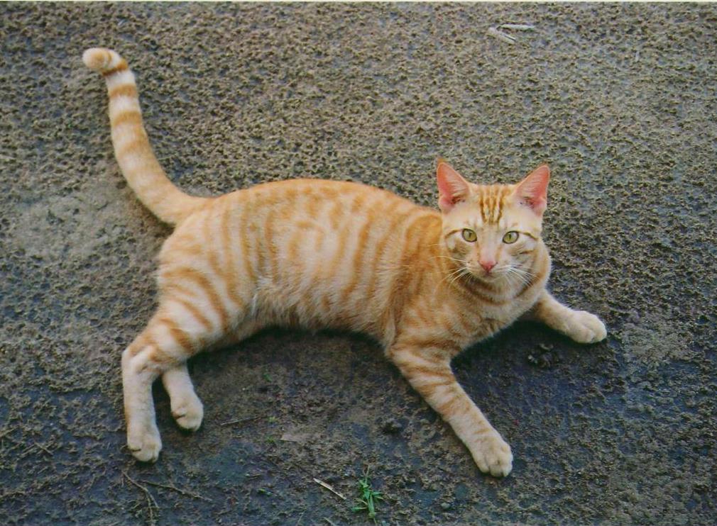 Orange_Tabby_Full_Body.JPG