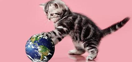 earth-day-cat-hero.jpg