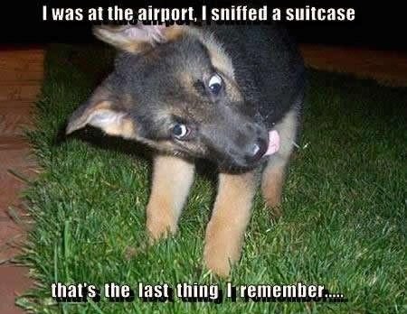 Image result for FUNNY DRUG DOG SNIFF JOKE
