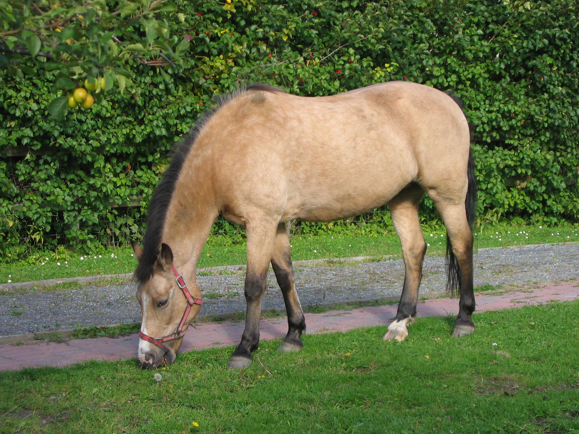 Buckskin_New_Forest_pony.JPG