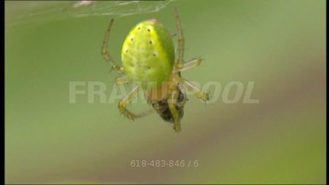 618483846-oberlausitz-fly-animal-spider-