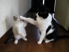 ec8254acd03b6656c54d6ba5172d768f--mom-ba