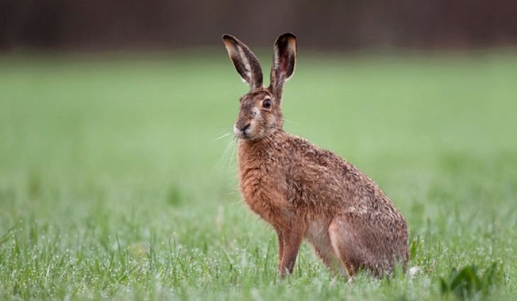 european-hare.jpg