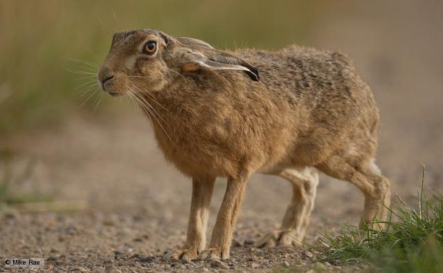 european_hare_1.jpg